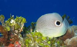 Butterfly fish in Cozumel. I guess he thought he was an o... by Eric Beckley 